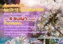 เริ่มวันนี้! 13-15 ก.พ.68 | งานประเพณีดอกเสี้ยวบาน ณ ภูชี้ฟ้า